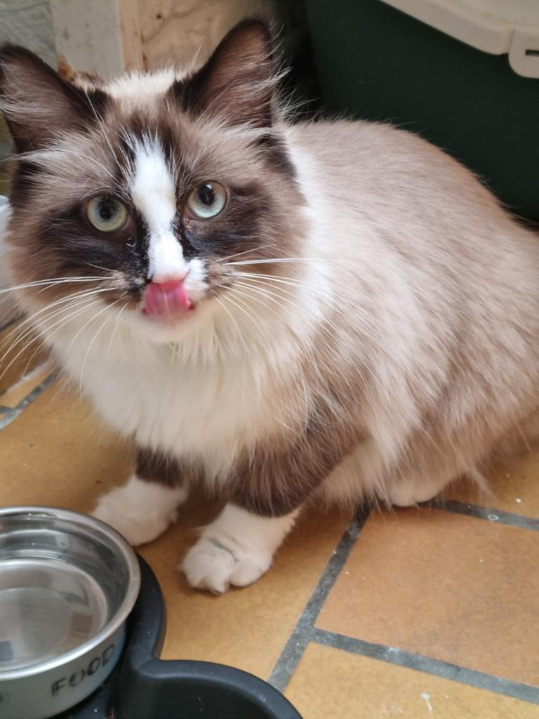 Gratijs, Dieren en Toebehoren, Ophalen