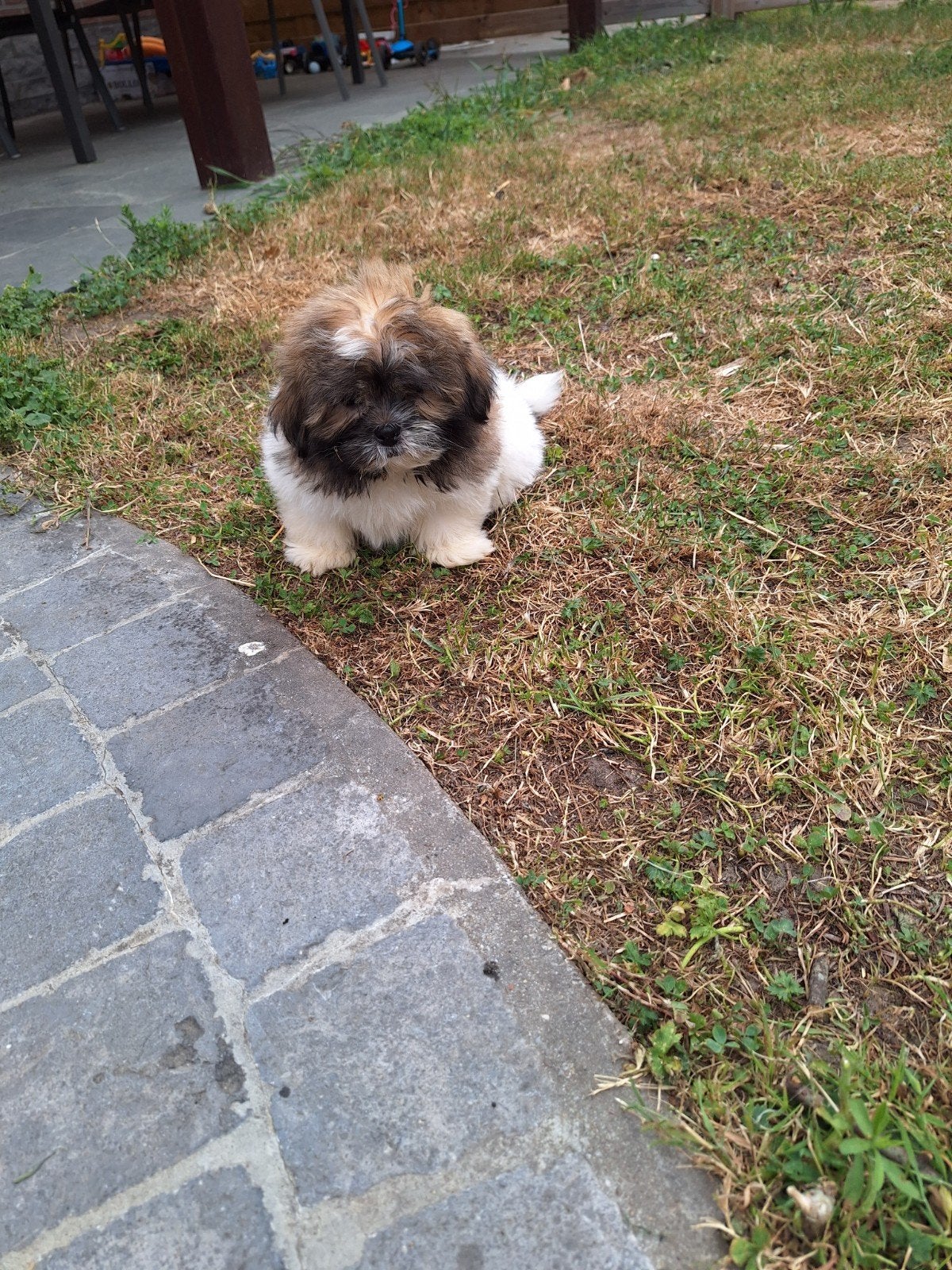 Shih tzu pups, Dieren en Toebehoren, Honden | Chihuahua's en Gezelschapshonden, België, Overige rassen, CDV (hondenziekte), 8 tot 15 weken