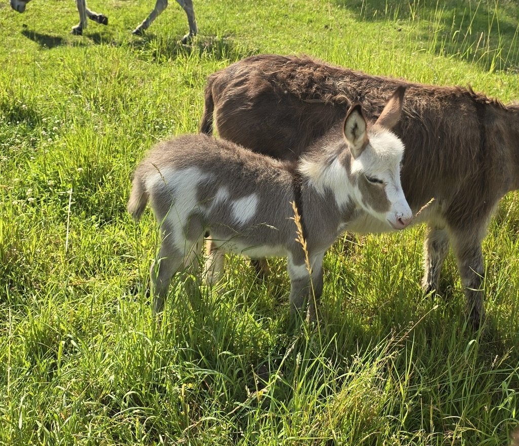 Âne Ânons miniatures méditerranéens nés en 2026., Maart, Meerdere dieren