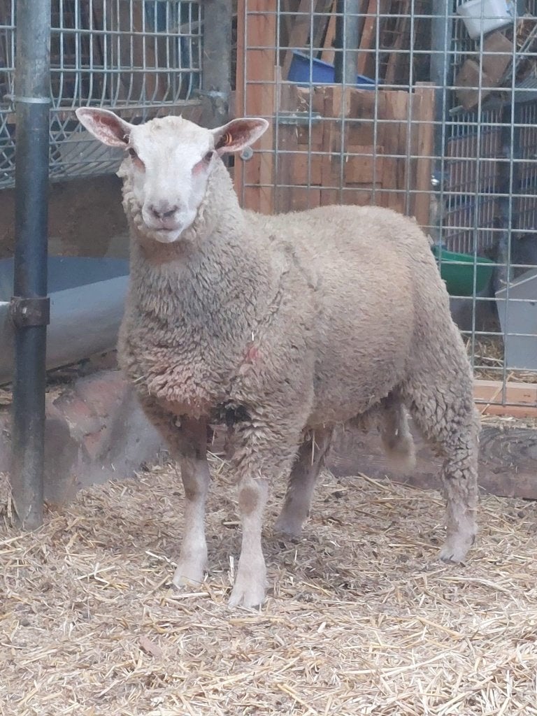Dekram te koop, Animaux & Accessoires, Moutons, Chèvres & Cochons, Mâle, Mouton, 0 à 2 ans