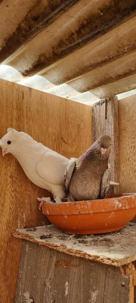 Pigeon takla, Animaux & Accessoires, Mai, Plusieurs animaux