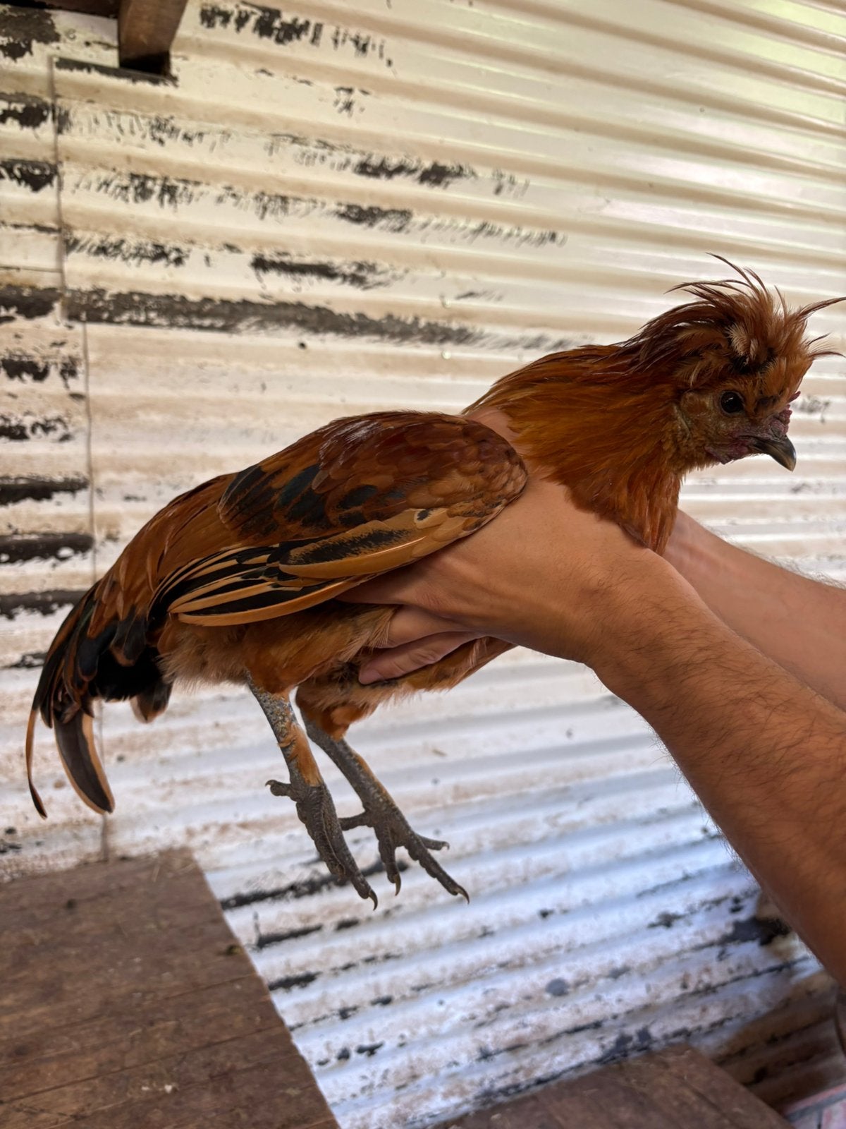 Haantjes, Dieren en Toebehoren, Mannelijk, Kip