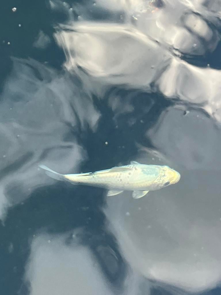 Wit gevlekte koi te koop (ongeveer 20cm), Dieren en Toebehoren, Vissen | Vijvervissen, Karper of Koi