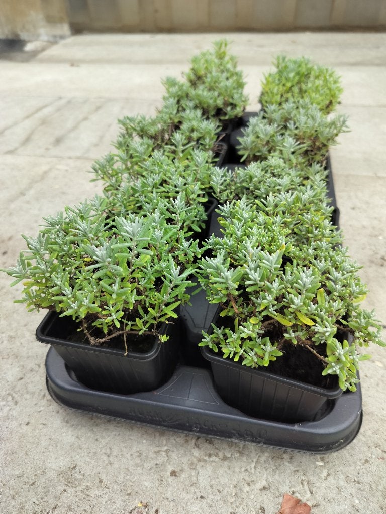 Lavendel Hitcote, Ophalen, Bodembedekkers, Volle zon, Vaste plant