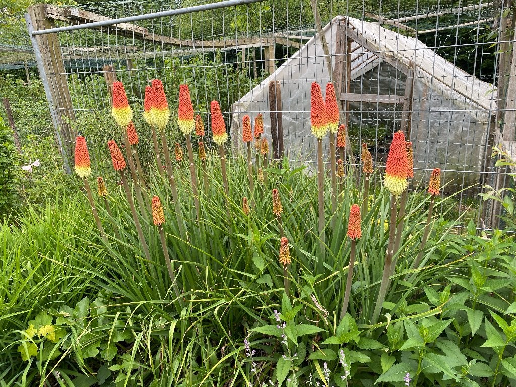Plantes Fire Arrow, Enlèvement