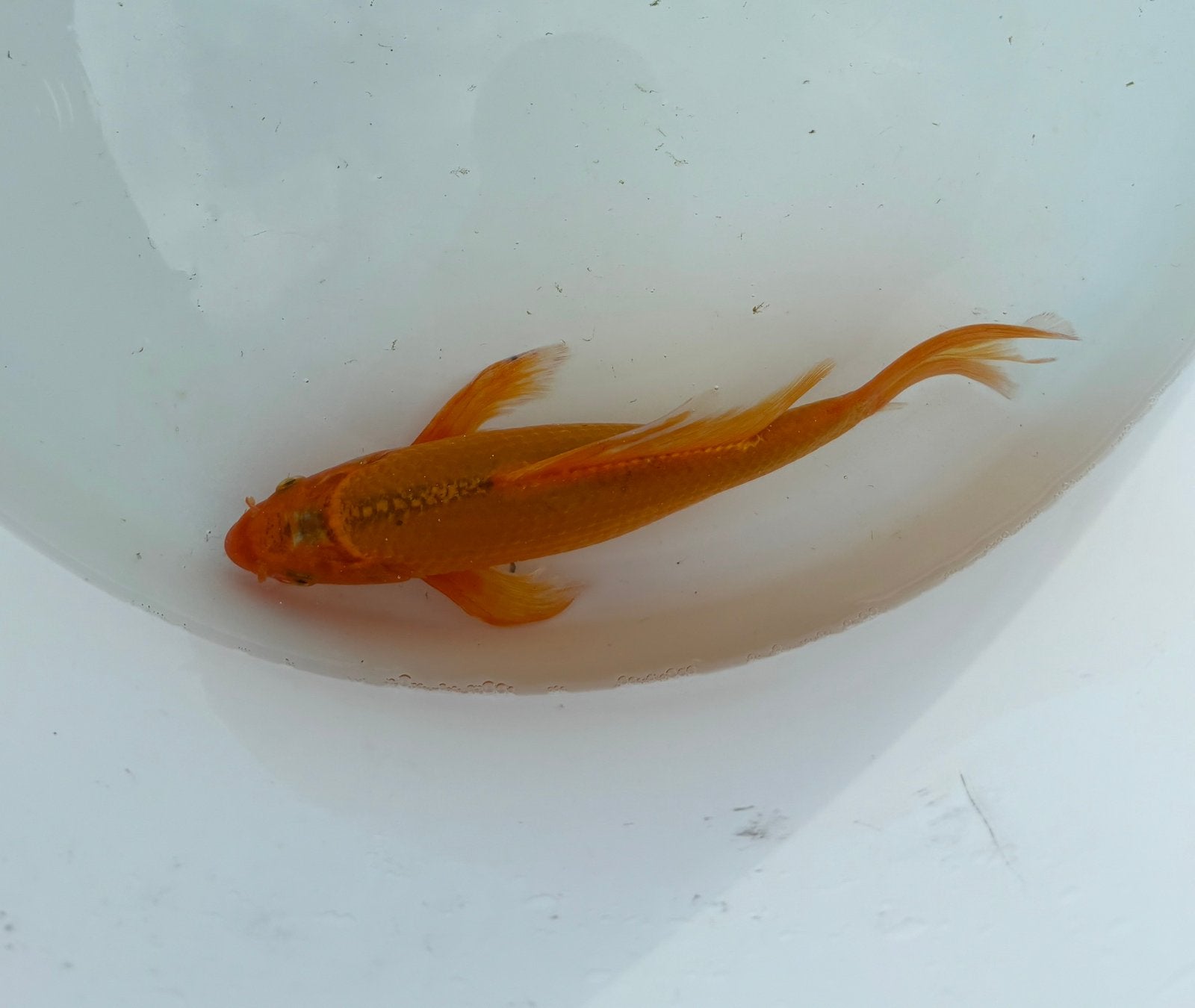 3 koi 20-35 cm samen €45, Karper of Koi