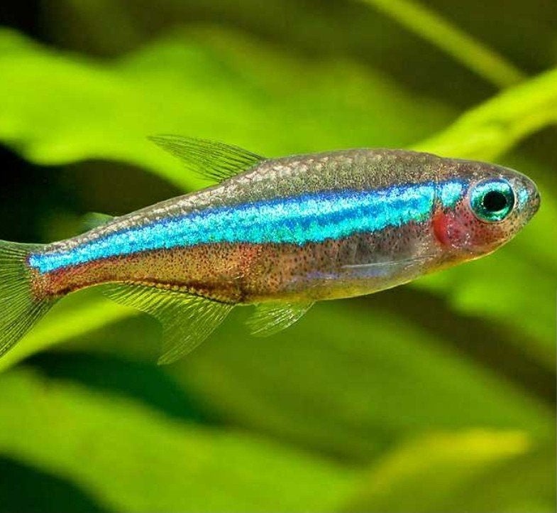 Blauwe neon 5 stuks, Dieren en Toebehoren, Vissen | Aquariumvissen, Vis, Zoetwatervis, Schoolvis