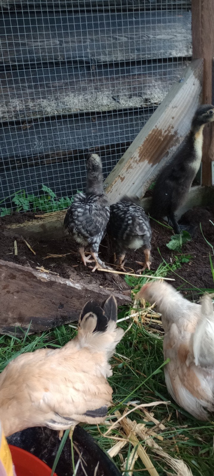 Mechelse koekoek kuikens, Plusieurs animaux, Poule ou poulet