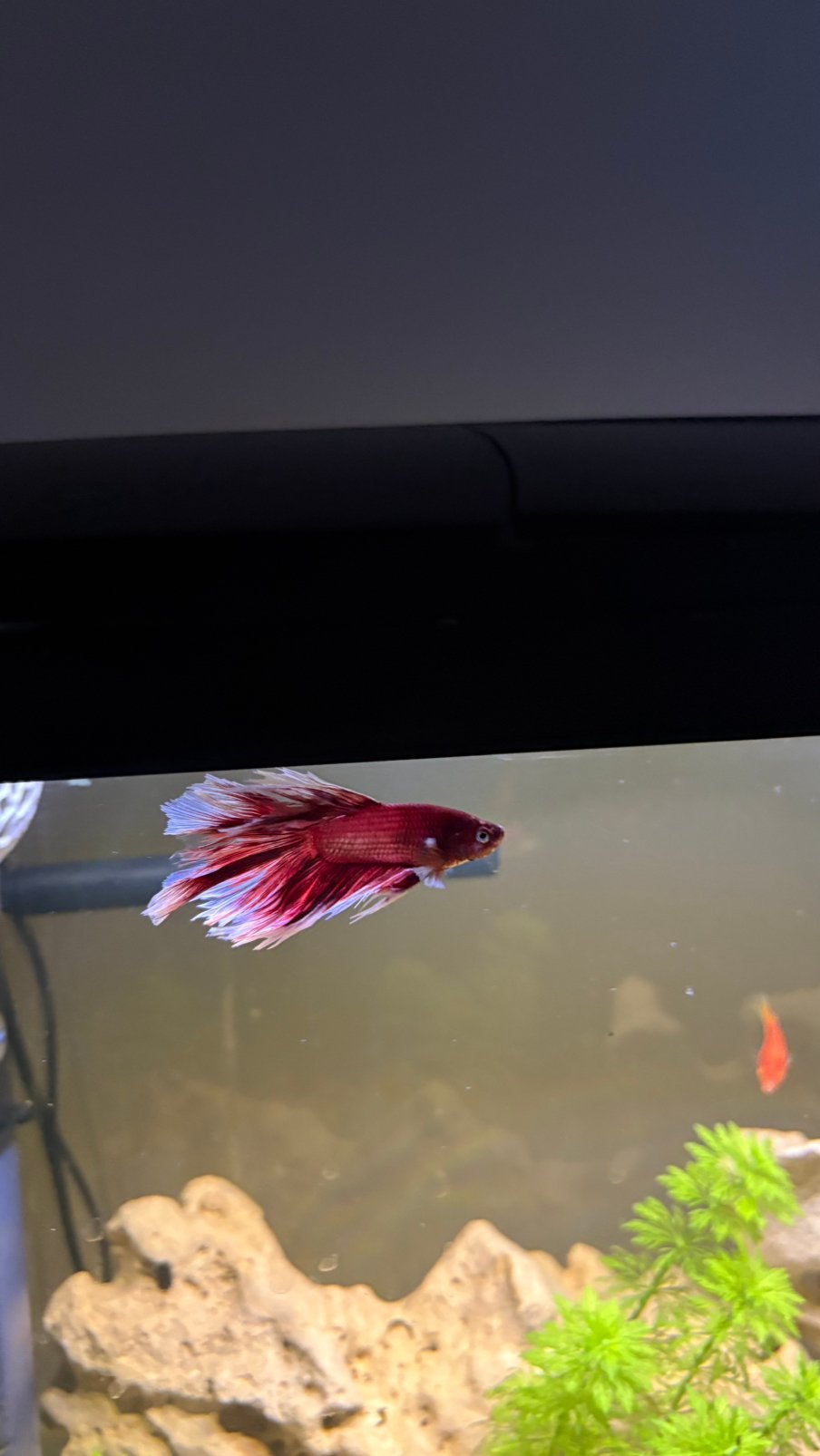 betta man exotische kempvis