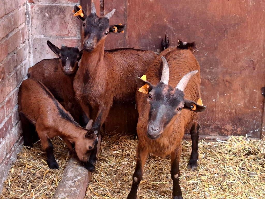 Geitjes, Femelle, Chèvre, 0 à 2 ans