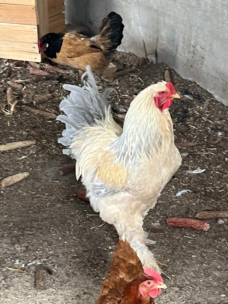 Brahma haan, Dieren en Toebehoren, Pluimvee, Mannelijk, Kip