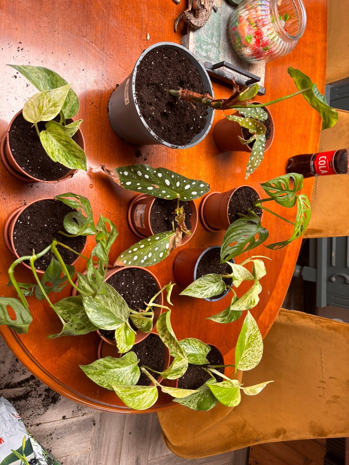 Planten stekjes, Huis en Inrichting, Kamerplanten, Ophalen