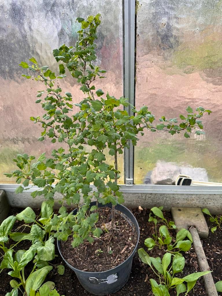 Kruisbes-Stekelbes-Kroensel, Tuin en Terras, Ophalen