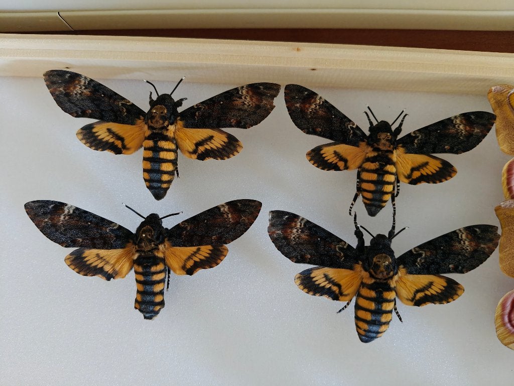Opgezette doodshoofdvlinder, Verzamelen, Ophalen of Verzenden, Nieuw, Insect, Opgezet dier