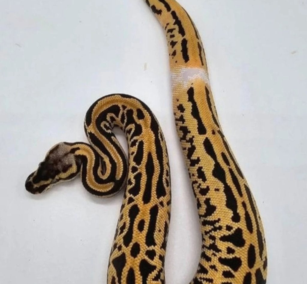male Python reguis, Animaux & Accessoires, Reptiles & Amphibiens, Serpent, 3 à 6 ans