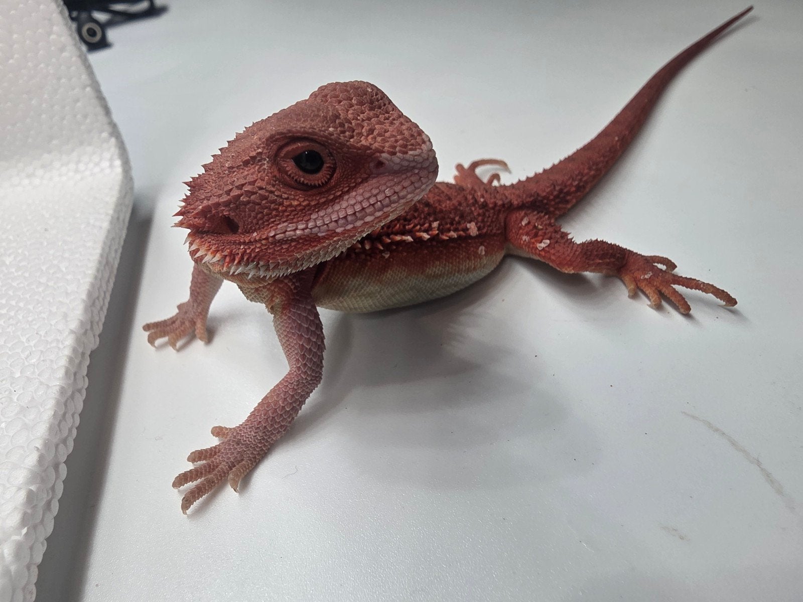 hypo, trans, red monster, man