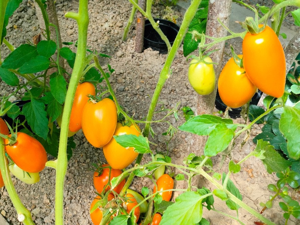 5 graines de tomate Bronze Shell - culture biologique, Envoi, Printemps, Graine