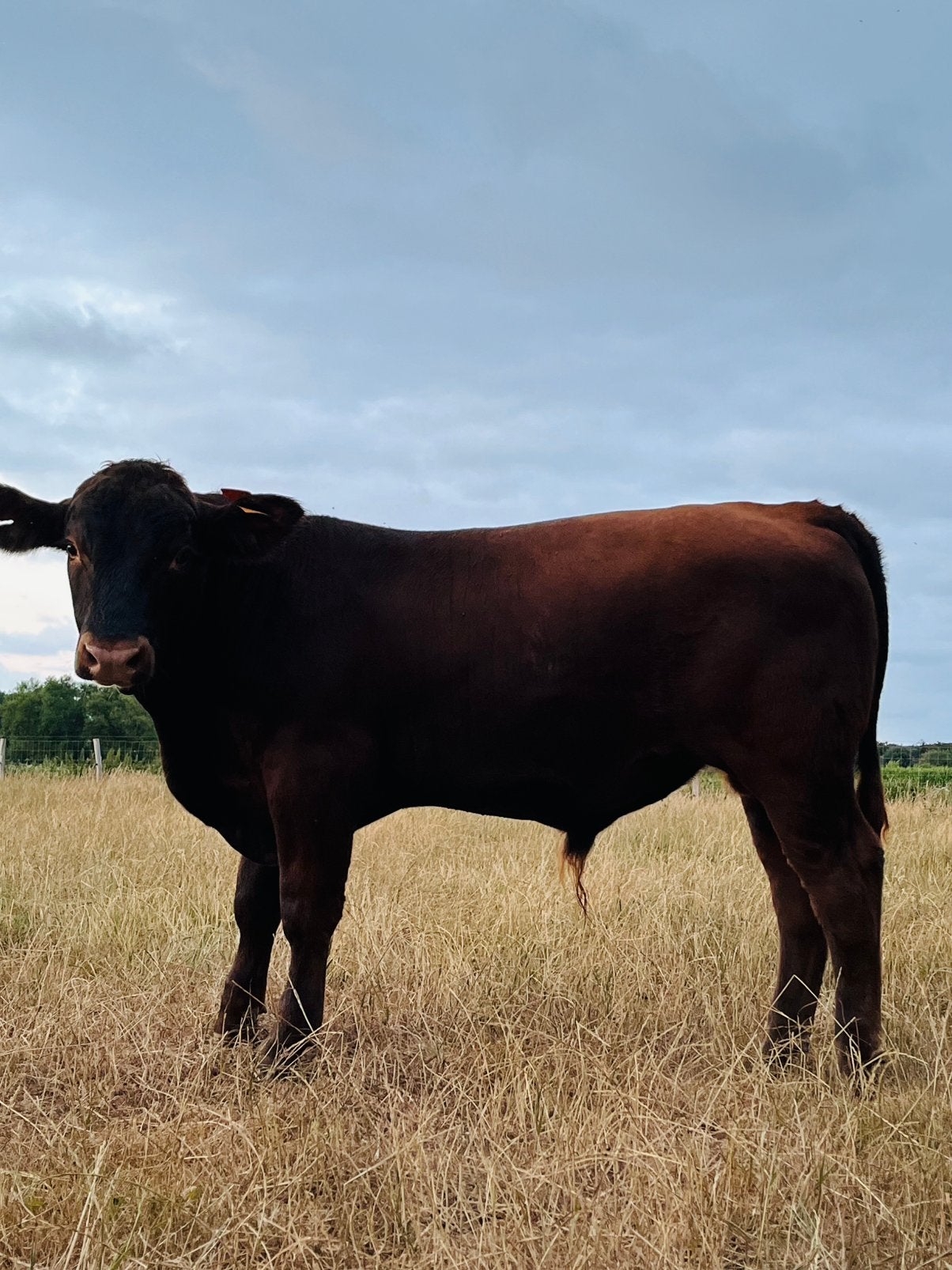 Red angus stier, Mannelijk, 0 tot 2 jaar