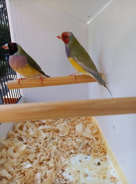 Koppel gouldamadines, Plusieurs animaux, Oiseau tropical