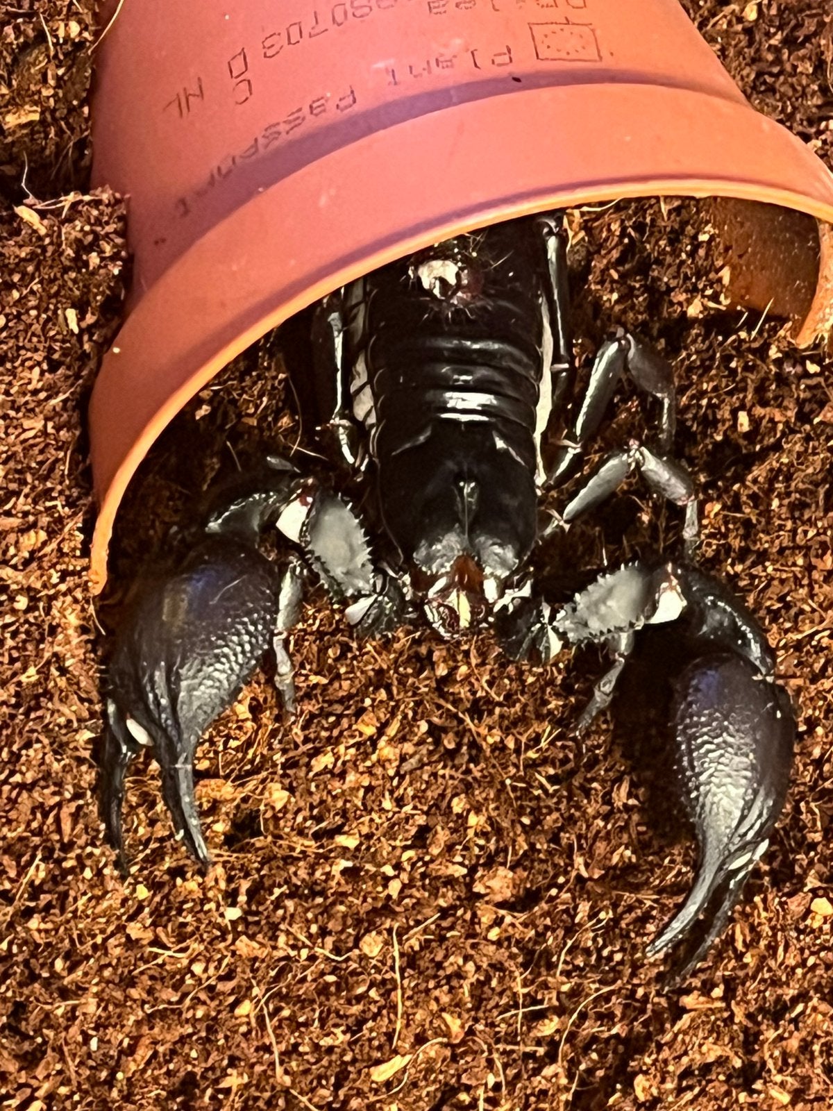 Heterometrus laoticus, Spin of Schorpioen