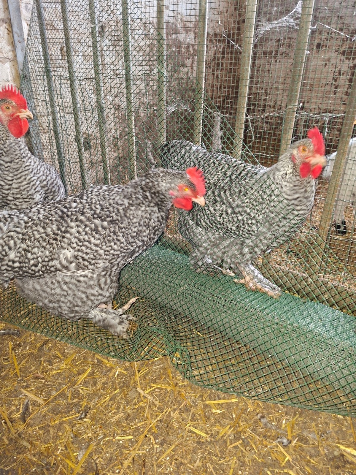 4 mechelse koekoek hanen te koop, Mâle, Poule ou poulet