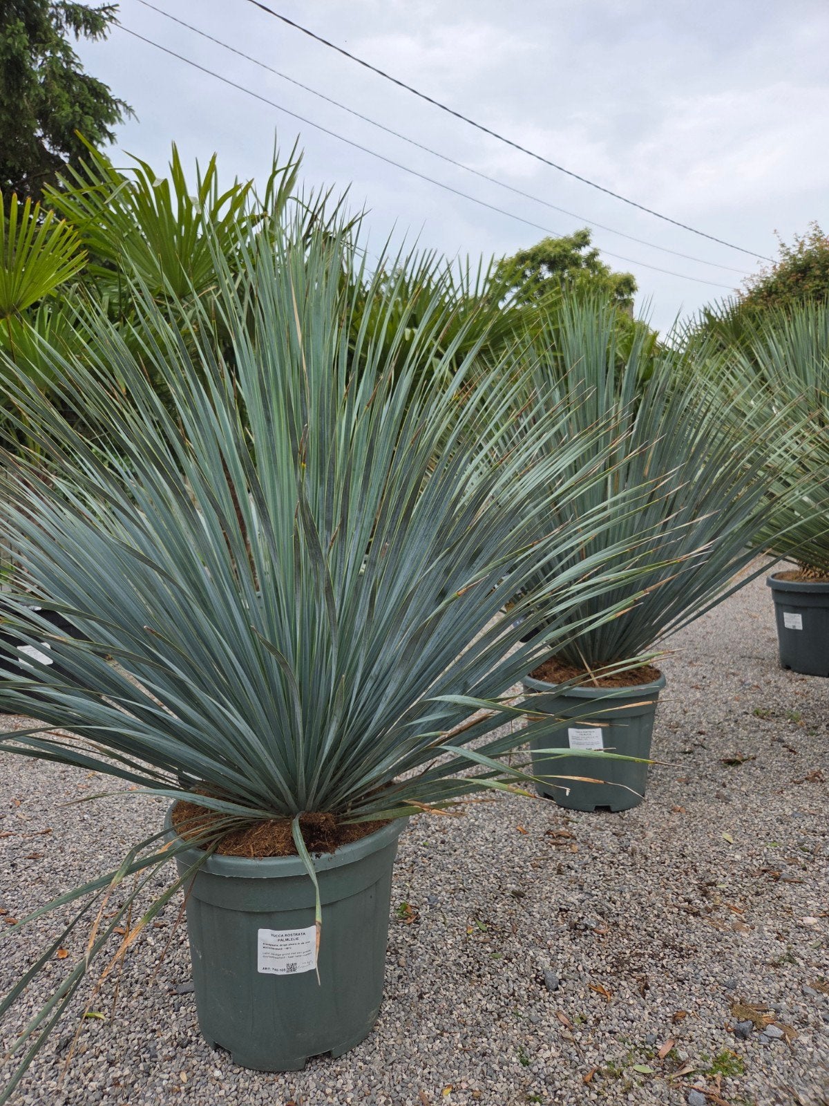 Yucca Rostrata - palmlelie, Ophalen