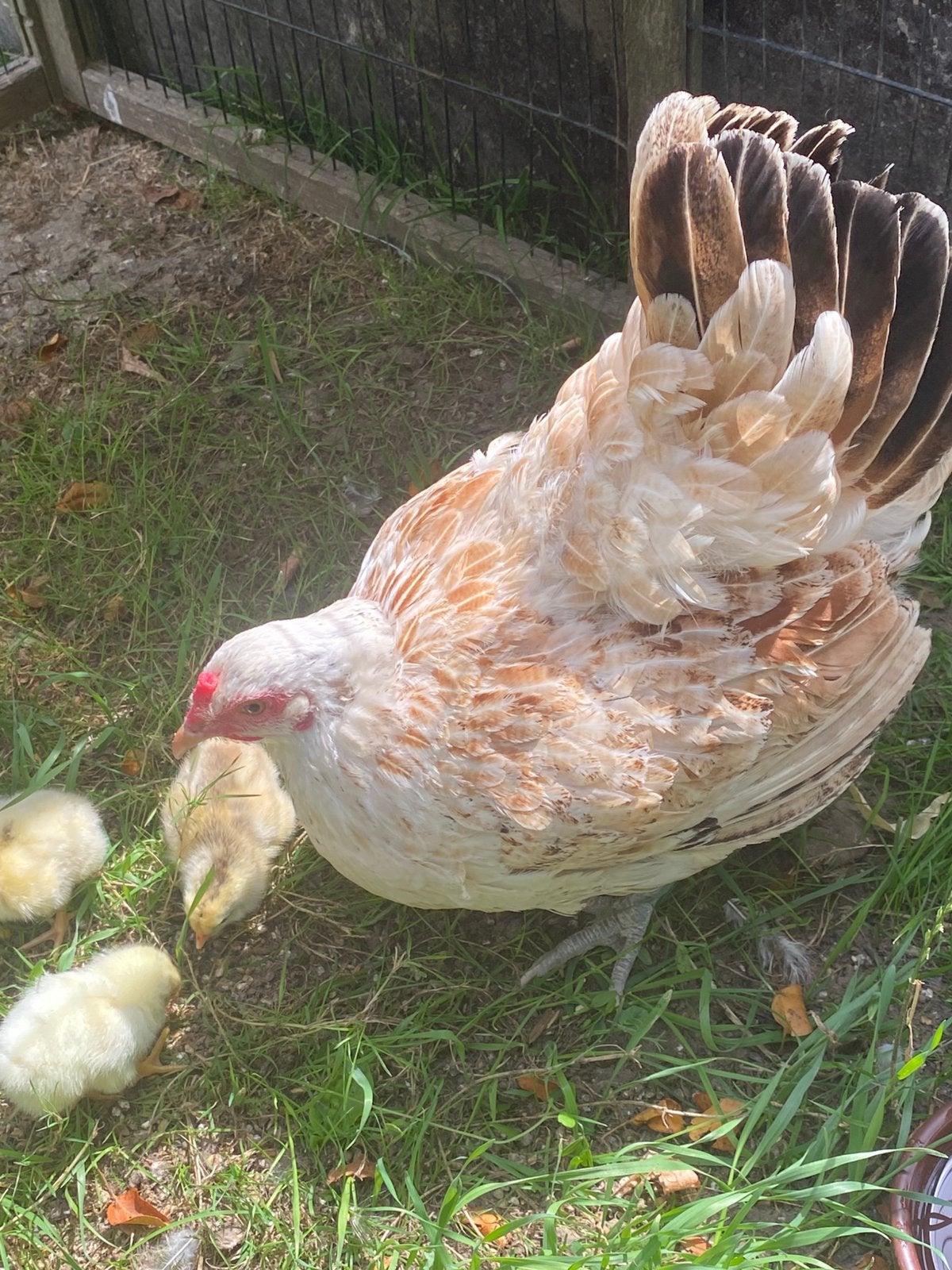 Moederkip met 3 kuikens, Animaux & Accessoires, Volatiles, Poule ou poulet, Plusieurs animaux