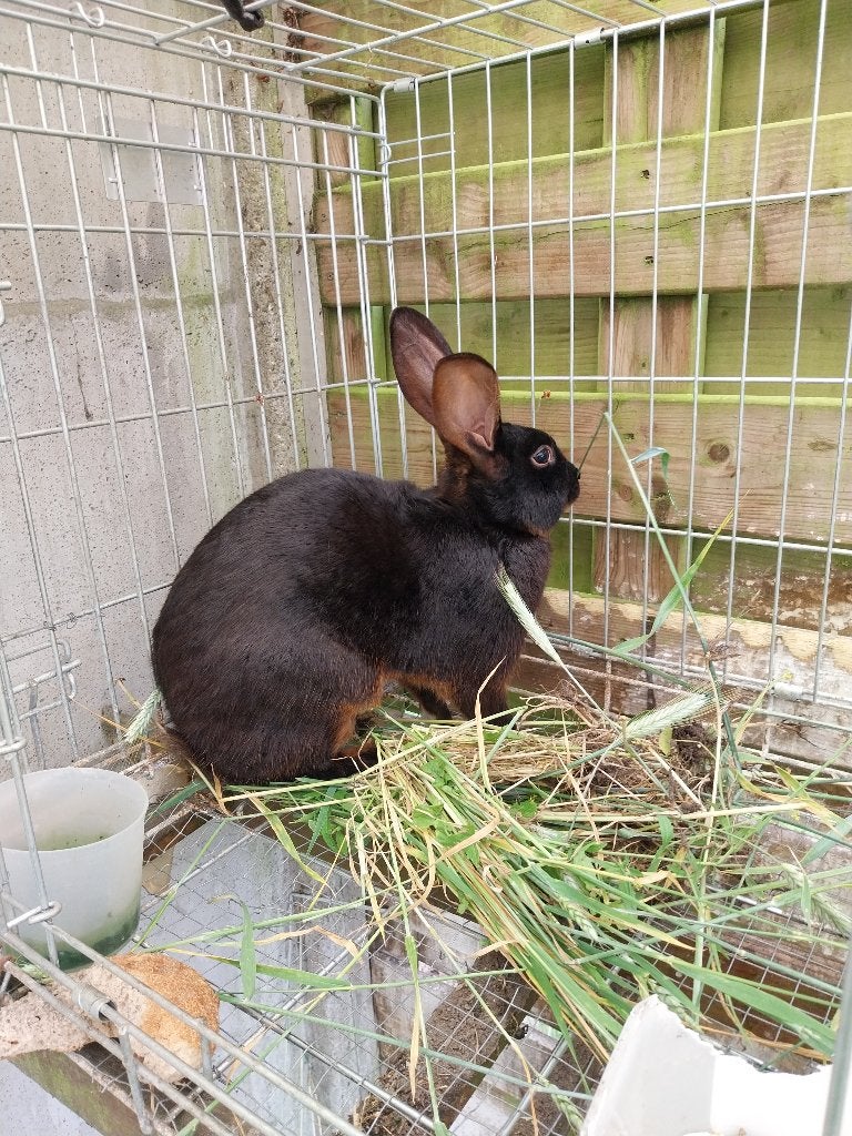 Konijnen, Dieren en Toebehoren, Mannelijk, Middelgroot, 0 tot 2 jaar