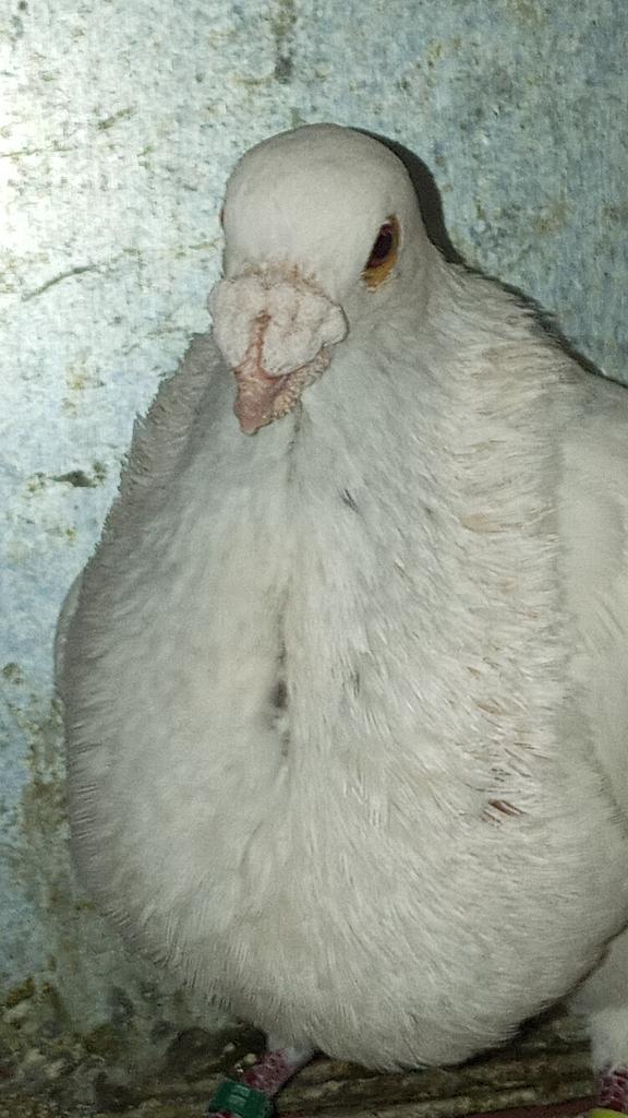 Spanse ras Gorguros van  2025, Dieren en Toebehoren, Meerdere dieren, Kropper