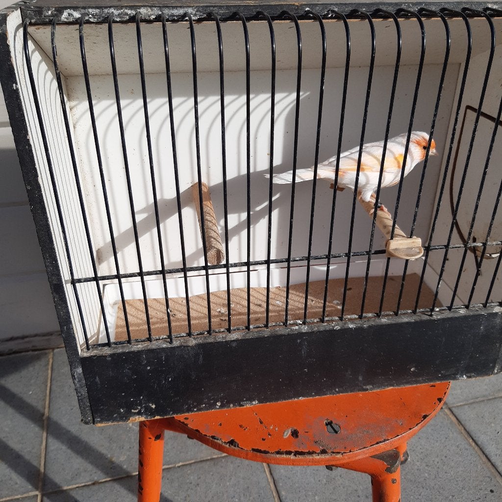 vogels, Dieren en Toebehoren