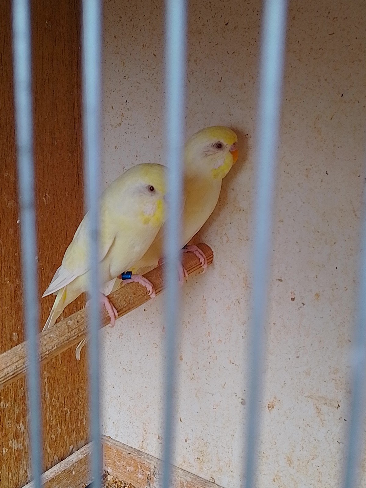ZÉÉR mooie ALBINO en LUTINA GRASPARKIETJES met RODE OGEN, Meerdere dieren, Parkiet, Geringd