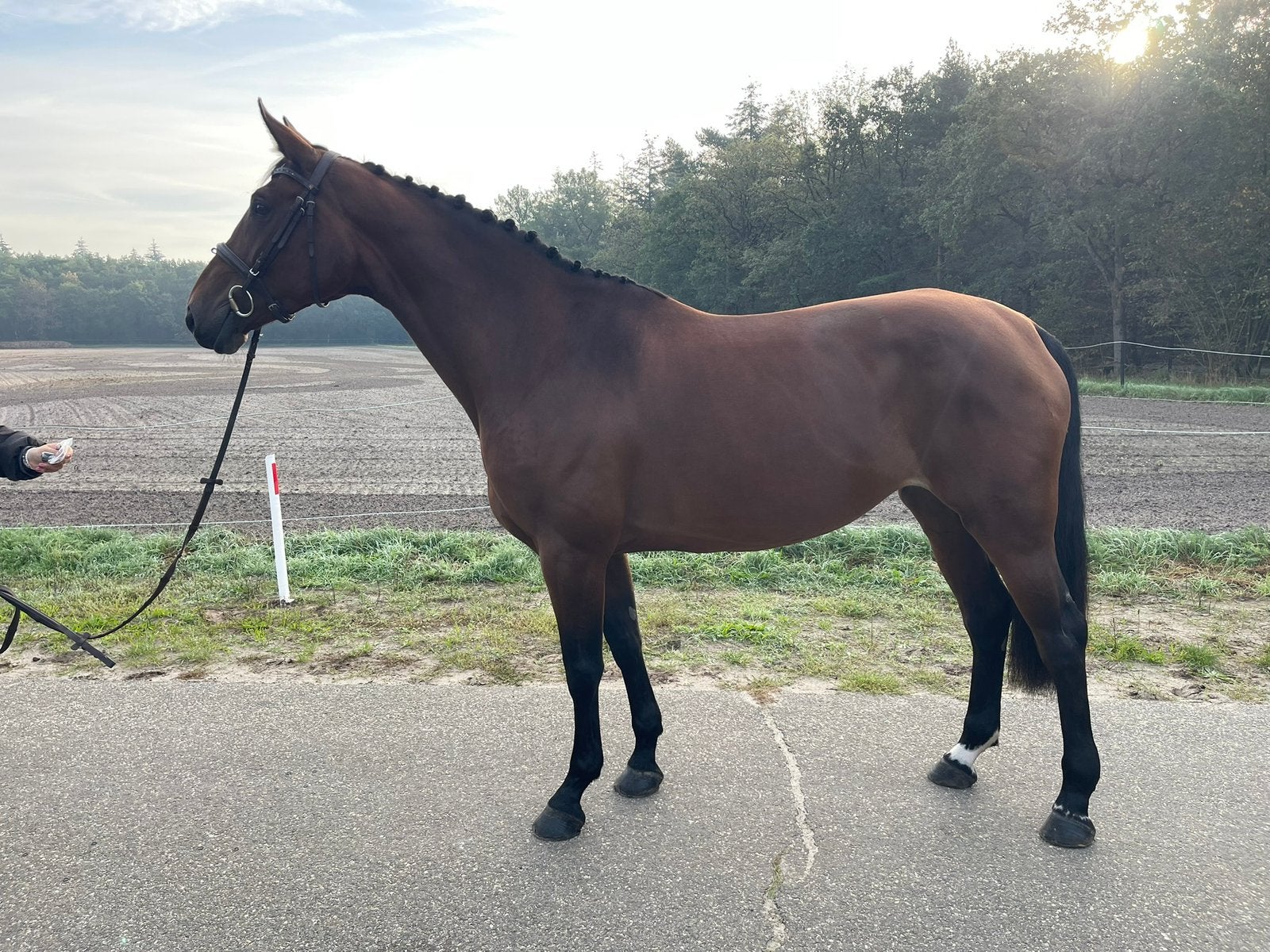 Springpaard fokmerrie rijpaard FALAISE DE MUZE X DIAMANT, Dieren en Toebehoren, Merrie, Springpaard