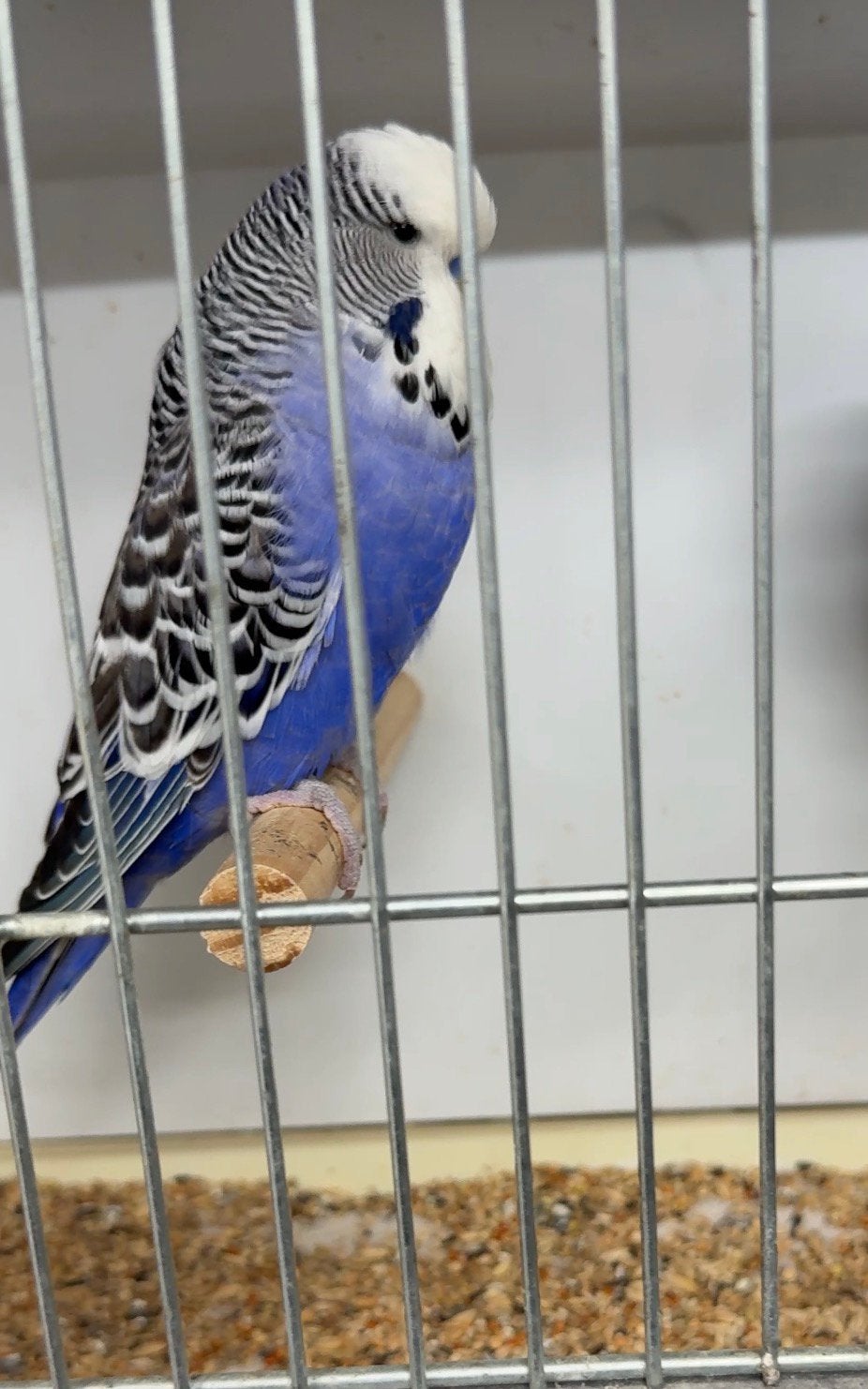 Engelse grasparkiet man violet, Dieren en Toebehoren