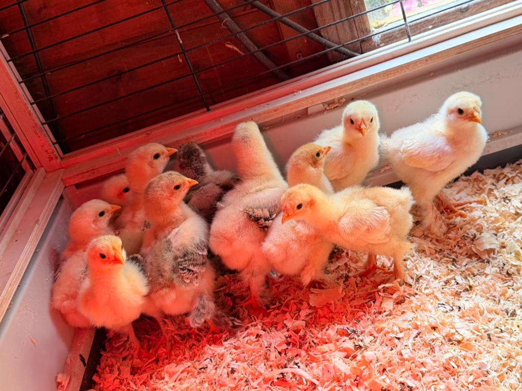 Brahma groothoender 9 kuikens 15 dagen oud, Sexe inconnu, Poule ou poulet