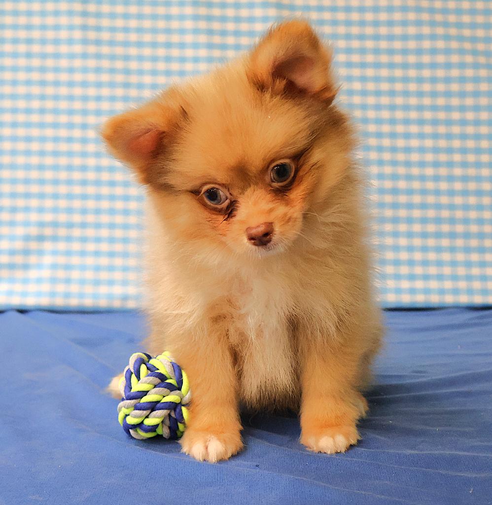Des chiots Keeshonden super mignons !, Animaux & Accessoires, Chiens | Huskys, Loulous & Types primitifs, 15 semaines à 1 an, Étranger