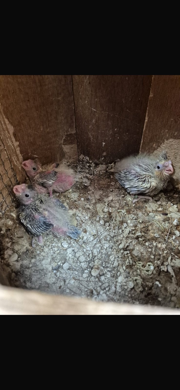 Jonge tamme valkparkieten, Dieren en Toebehoren, Vogels | Parkieten en Papegaaien, Geringd