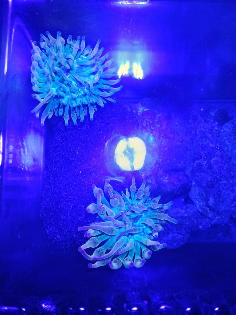 Quadricolor tepelanemoon, Dieren en Toebehoren, Vissen | Aquaria en Toebehoren, Ophalen