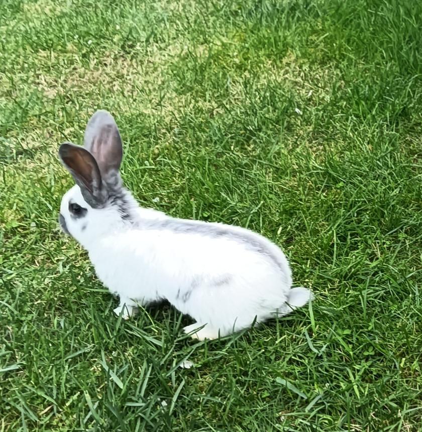 Lotharinger reuze vlinder ram, Dieren en Toebehoren, Konijnen, Mannelijk, Groot, 0 tot 2 jaar