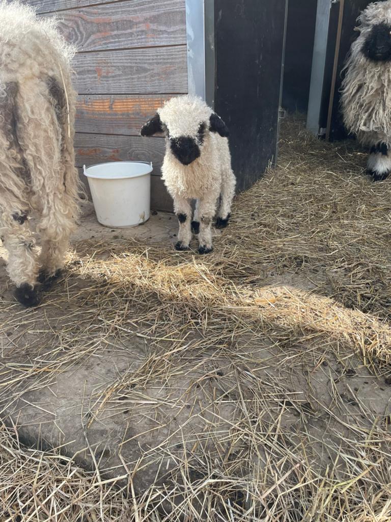 Walliser schwarznase schaap, Dieren en Toebehoren, Schapen, Geiten en Varkens, Schaap