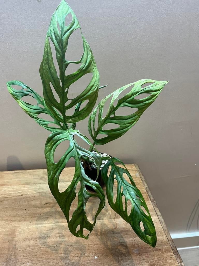 Monstera Adansonii Indonesian Form Marble Variegata, Huis en Inrichting, Kamerplanten, Ophalen of Verzenden