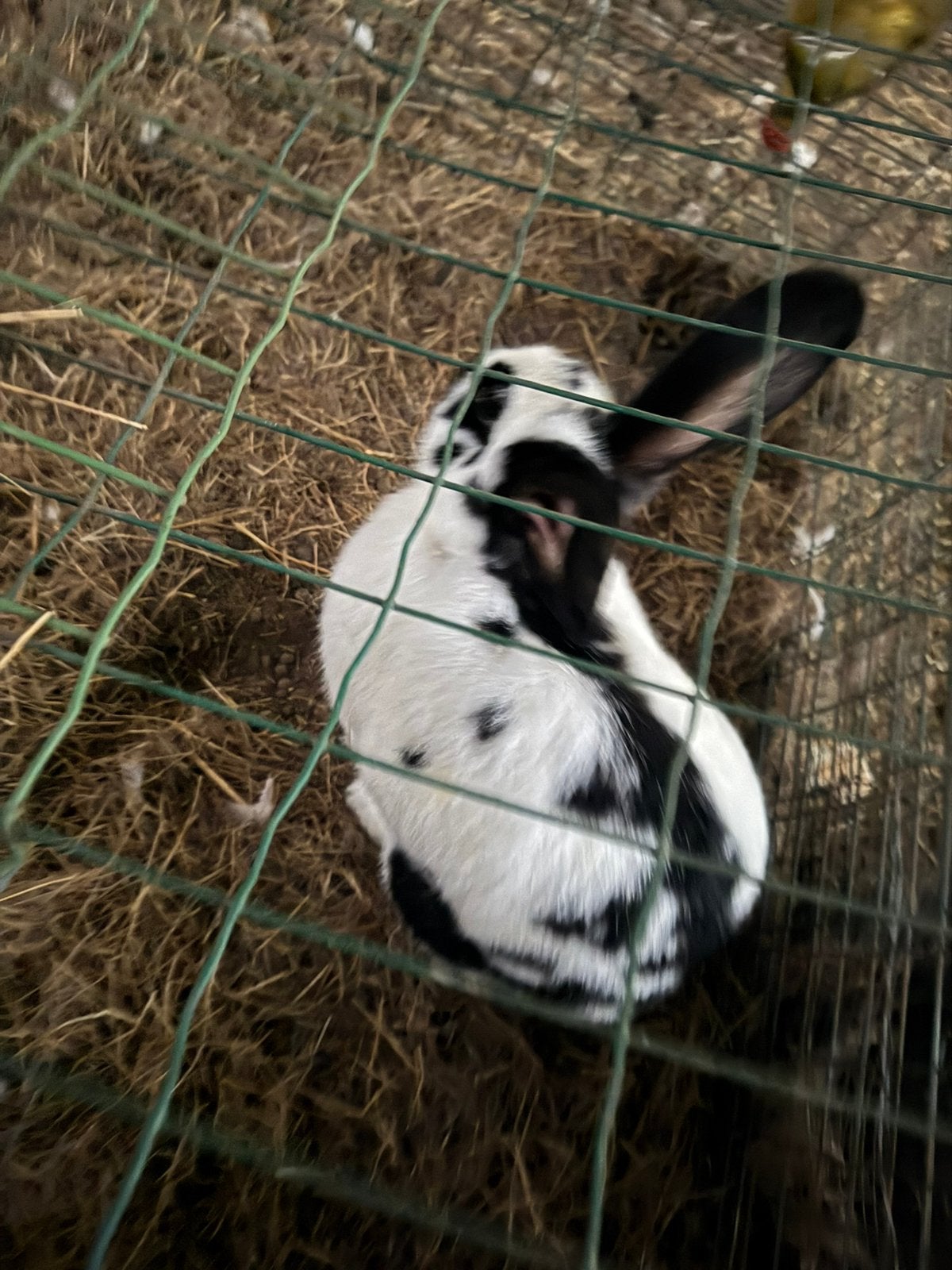 Vlaamse reus voedster, Dieren en Toebehoren
