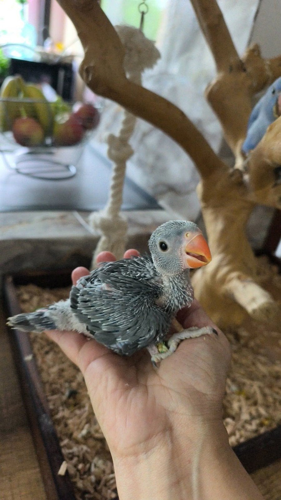 Magnifique perruche a collier, Animaux & Accessoires, Oiseaux | Perruches & Perroquets, Perruche
