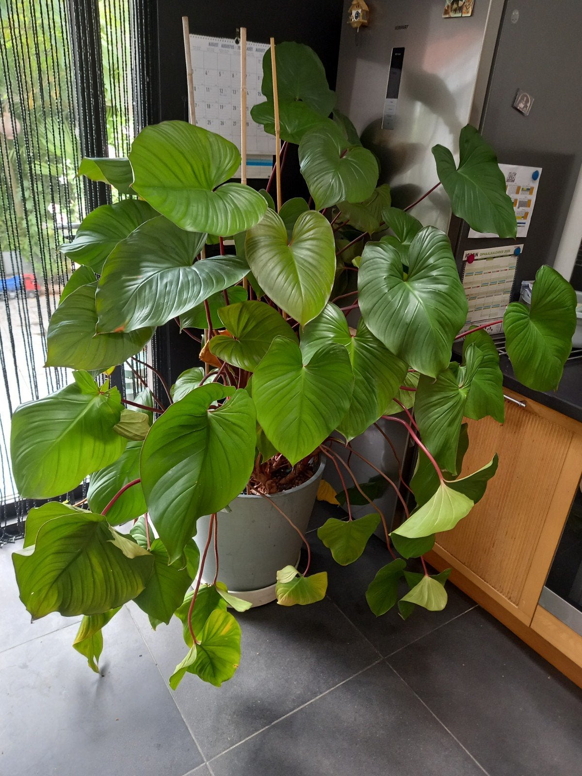 mooie grote alocasia in ecopots en onderschotel op wielen, Enlèvement