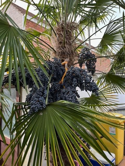 Gratis zaden van winterharde palmboom Trachycarpus Fortunei, Ophalen