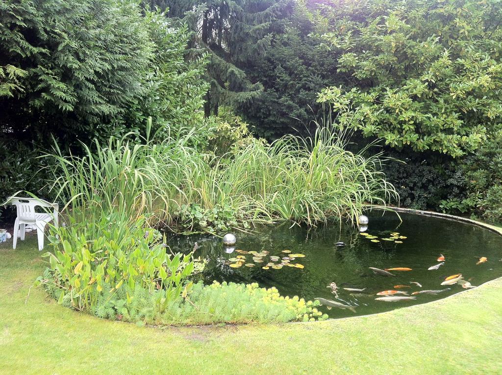 Koi vissen gezocht, Karper of Koi