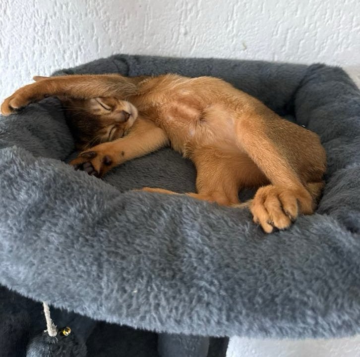 PRACHTIG ABESSIJNS KITTENS, Dieren en Toebehoren, Poes, Met stamboom, 0 tot 2 jaar