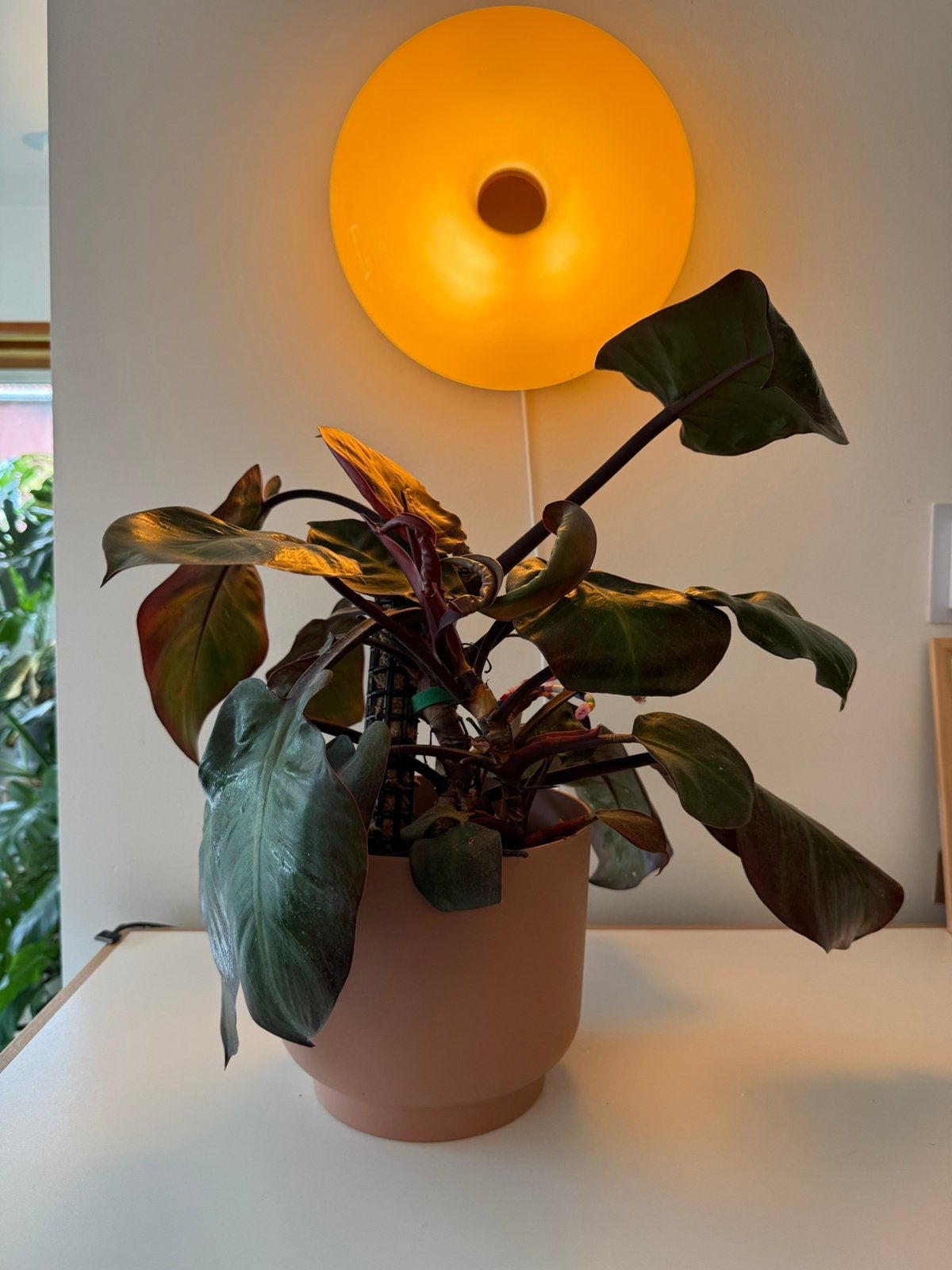 Philodendron Imperial Red - 2 stammen, Enlèvement