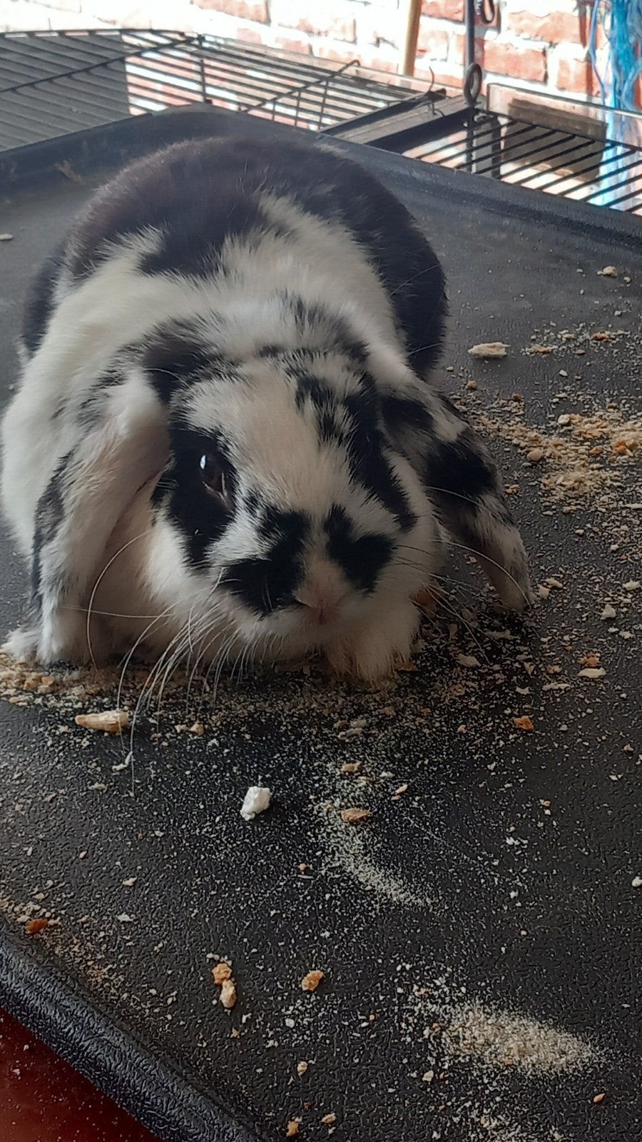 te koop minilop rammelaartje  halfjaar  20euro, Dieren en Toebehoren