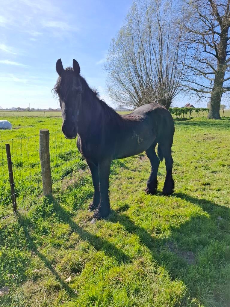 Fries merrie, Dieren en Toebehoren, Paarden, Merrie, Gechipt, Zadelmak, 170 tot 175 cm