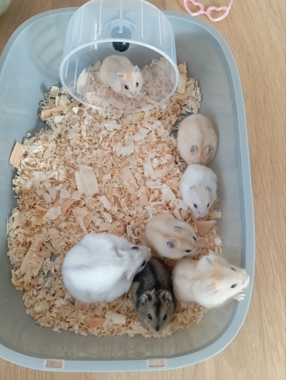 prachtige tamme dwerghamsters, Dieren en Toebehoren, Knaagdieren, Augustus, Meerdere dieren, Hamster